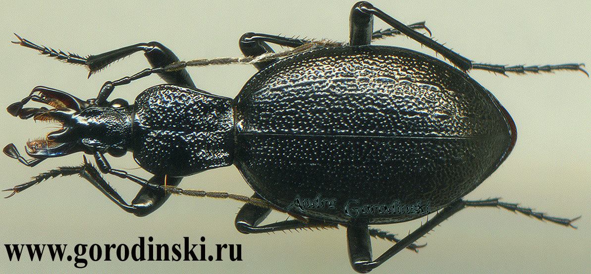 http://www.gorodinski.ru/carabidae/Cychrus luhuo luhuo.jpg